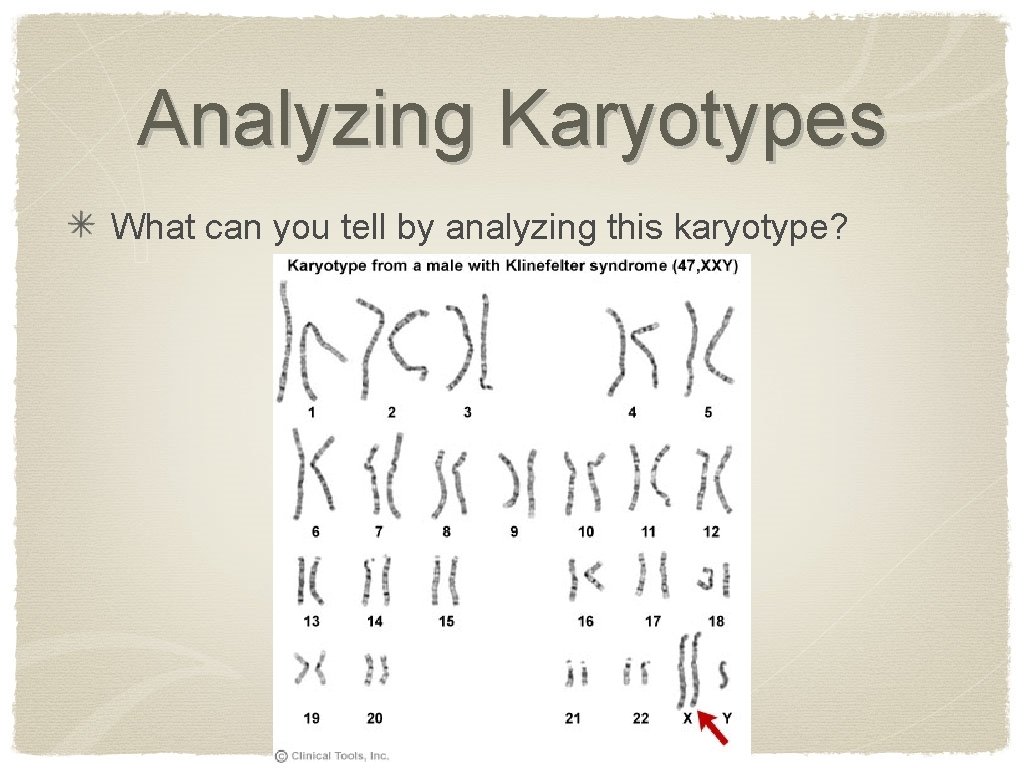 Analyzing Karyotypes What can you tell by analyzing this karyotype? 