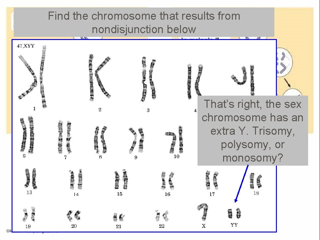 Find the chromosome that results from nondisjunction below That’s right, the sex chromosome has