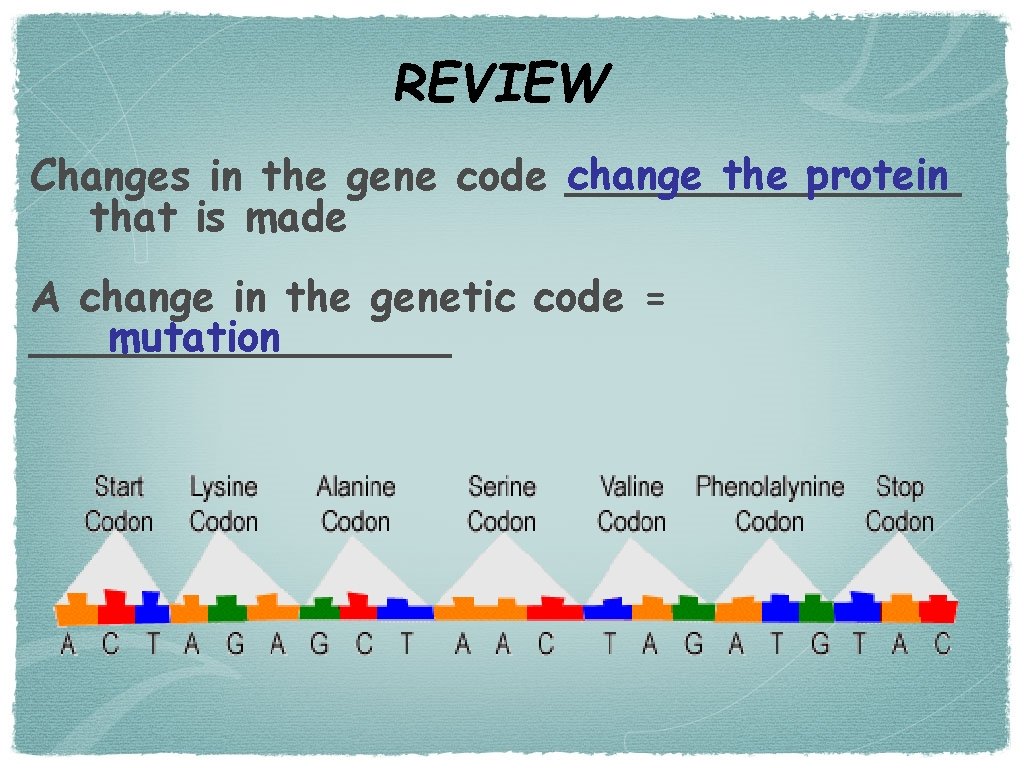 REVIEW change the protein Changes in the gene code ________ that is made A
