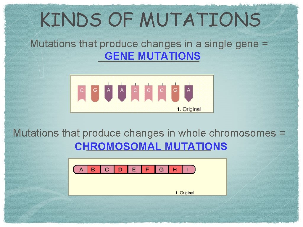 KINDS OF MUTATIONS Mutations that produce changes in a single gene = GENE MUTATIONS