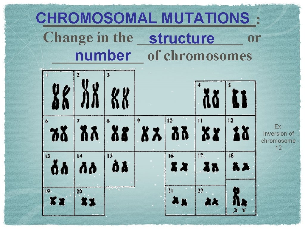 CHROMOSOMAL MUTATIONS ______________: Change in the _______ or structure ______ number of chromosomes Ex: