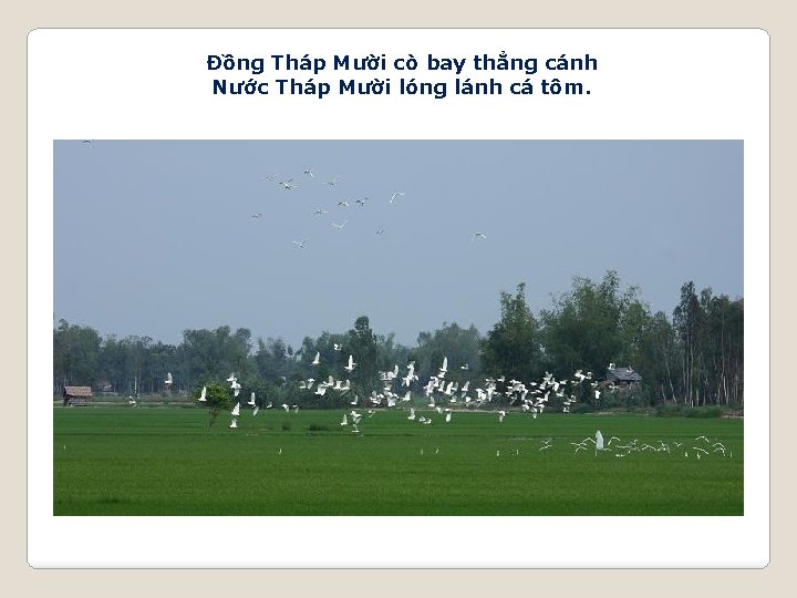 Đồng Tháp Mười cò bay thẳng cánh Nước Tháp Mười lóng lánh cá tôm.