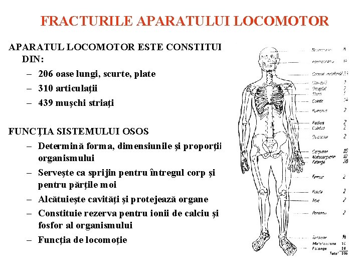 FRACTURILE APARATULUI LOCOMOTOR APARATUL LOCOMOTOR ESTE CONSTITUIT DIN: – 206 oase lungi, scurte, plate