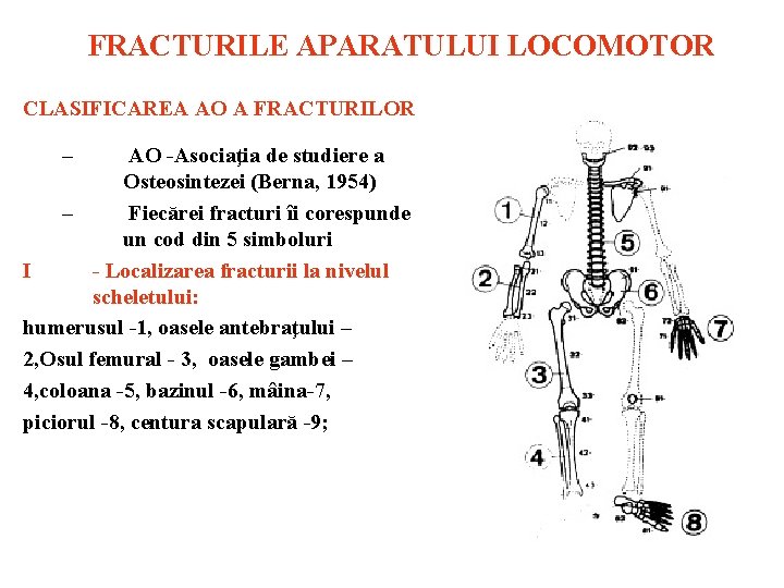 FRACTURILE APARATULUI LOCOMOTOR CLASIFICAREA АО A FRACTURILOR – АО Asociaţia de studiere a Osteosintezei