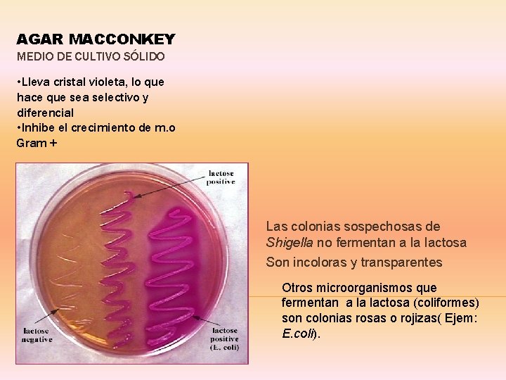 AGAR MACCONKEY MEDIO DE CULTIVO SÓLIDO • Lleva cristal violeta, lo que hace que