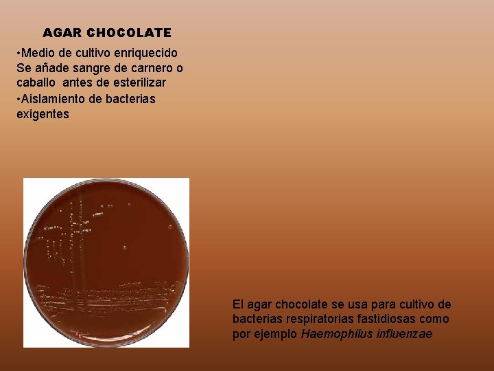 AGAR CHOCOLATE • Medio de cultivo enriquecido Se añade sangre de carnero o caballo