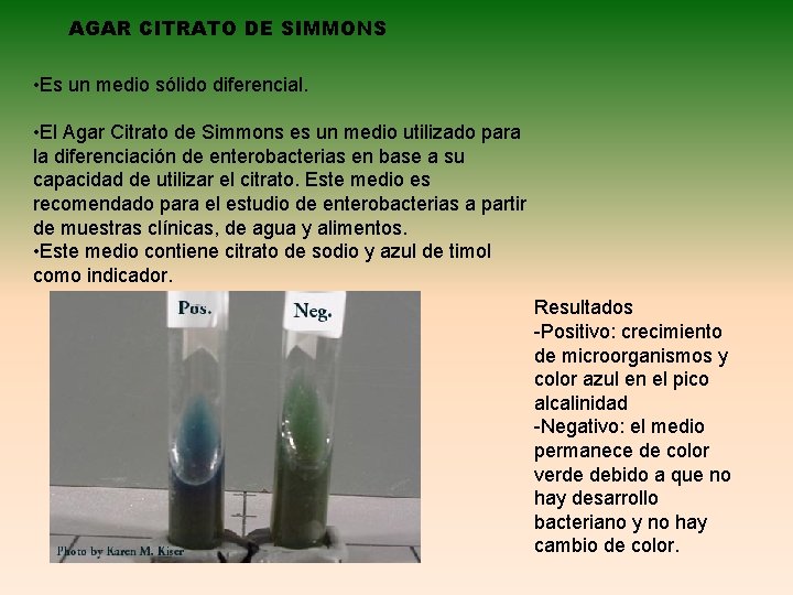 AGAR CITRATO DE SIMMONS • Es un medio sólido diferencial. • El Agar Citrato
