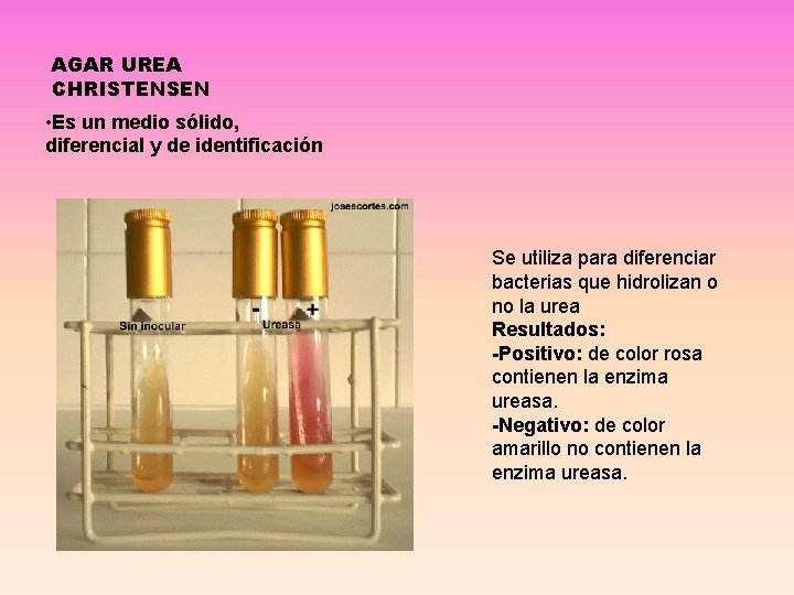 AGAR UREA CHRISTENSEN • Es un medio sólido, diferencial y de identificación Se utiliza