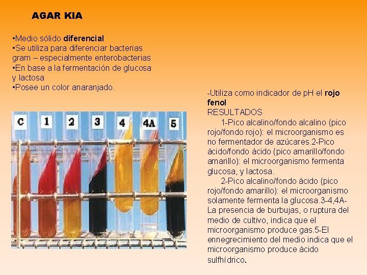AGAR KIA • Medio sólido diferencial • Se utiliza para diferenciar bacterias gram –
