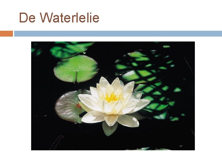 De Waterlelie 