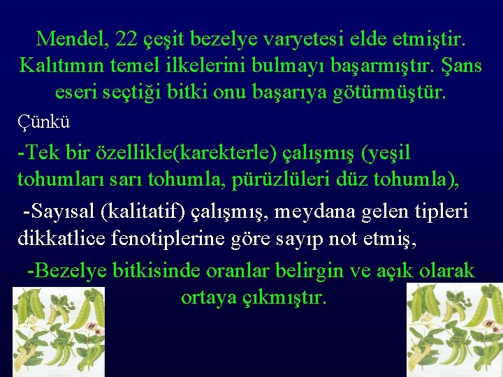 Mendel, 22 çeşit bezelye varyetesi elde etmiştir. Kalıtımın temel ilkelerini bulmayı başarmıştır. Şans eseri