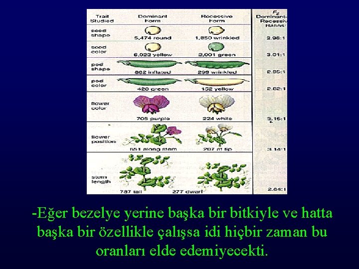 -Eğer bezelye yerine başka bir bitkiyle ve hatta başka bir özellikle çalışsa idi hiçbir