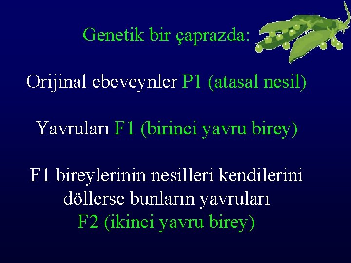 Genetik bir çaprazda: Orijinal ebeveynler P 1 (atasal nesil) Yavruları F 1 (birinci yavru