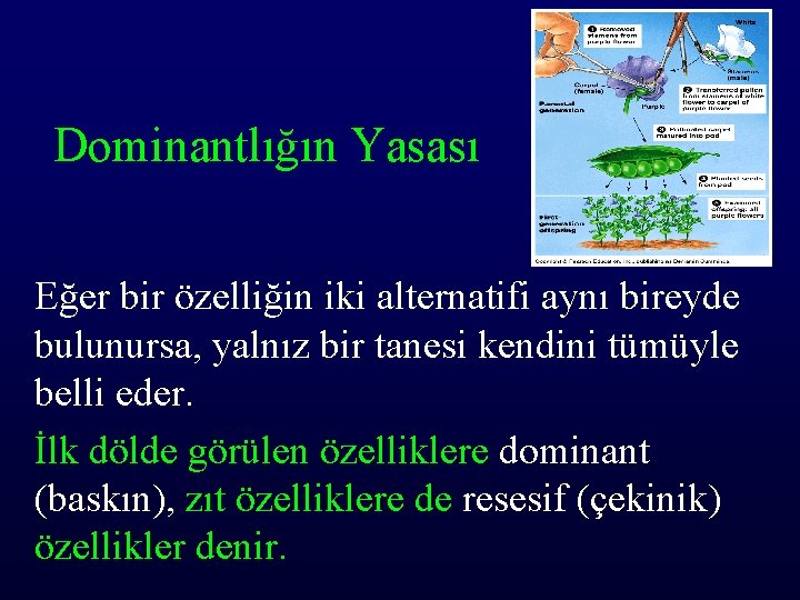 Dominantlığın Yasası Eğer bir özelliğin iki alternatifi aynı bireyde bulunursa, yalnız bir tanesi kendini