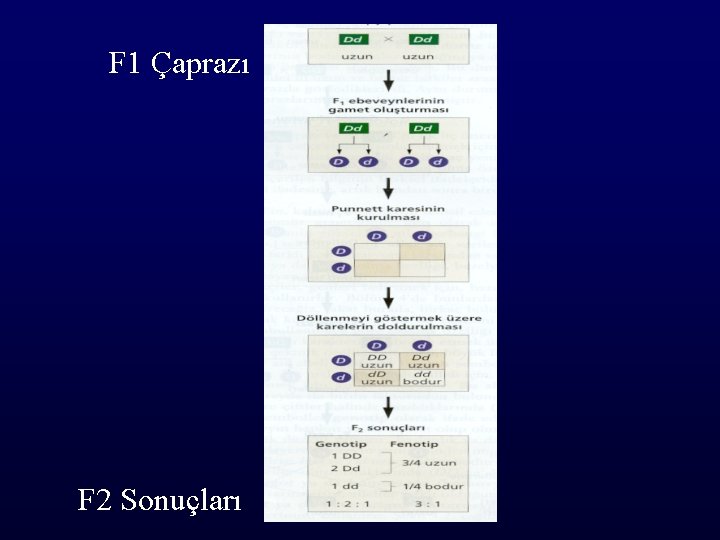 F 1 Çaprazı F 2 Sonuçları 