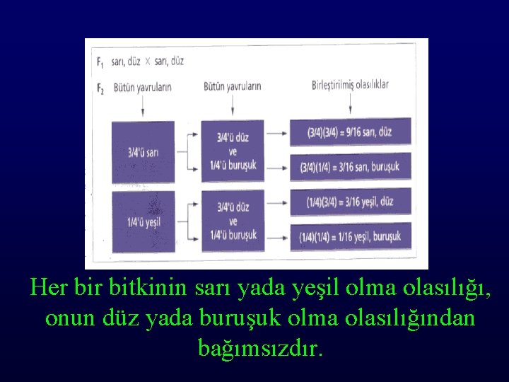 Her bitkinin sarı yada yeşil olma olasılığı, onun düz yada buruşuk olma olasılığından bağımsızdır.