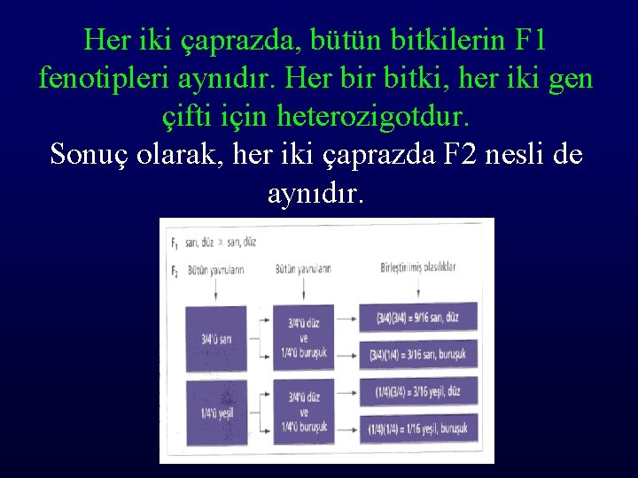 Her iki çaprazda, bütün bitkilerin F 1 fenotipleri aynıdır. Her bitki, her iki gen