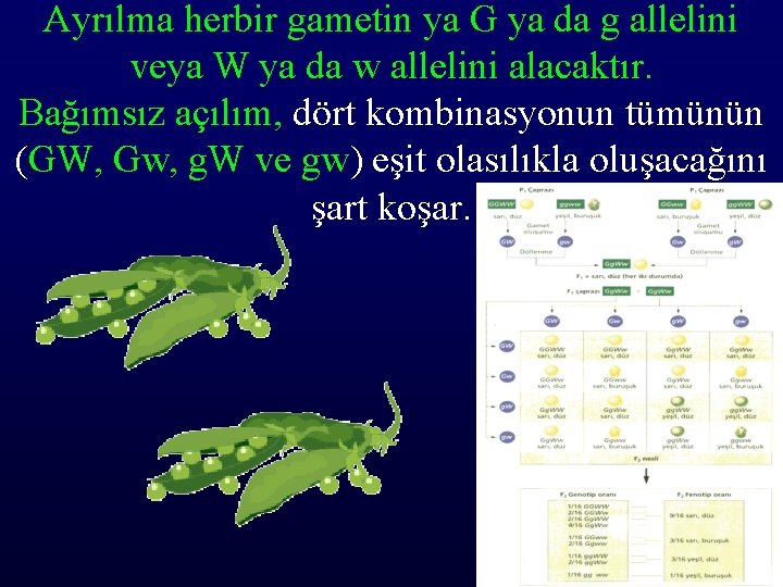 Ayrılma herbir gametin ya G ya da g allelini veya W ya da w