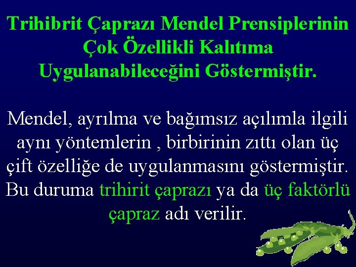 Trihibrit Çaprazı Mendel Prensiplerinin Çok Özellikli Kalıtıma Uygulanabileceğini Göstermiştir. Mendel, ayrılma ve bağımsız açılımla