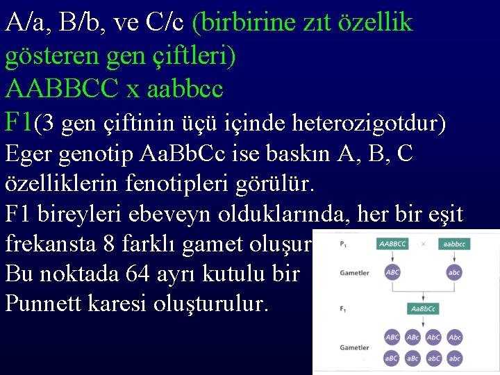 A/a, B/b, ve C/c (birbirine zıt özellik gösteren gen çiftleri) AABBCC x aabbcc F