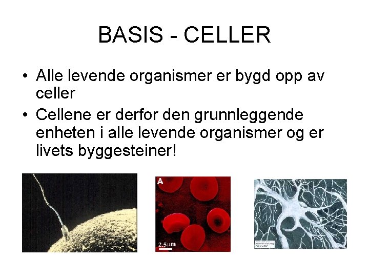 BASIS - CELLER • Alle levende organismer er bygd opp av celler • Cellene