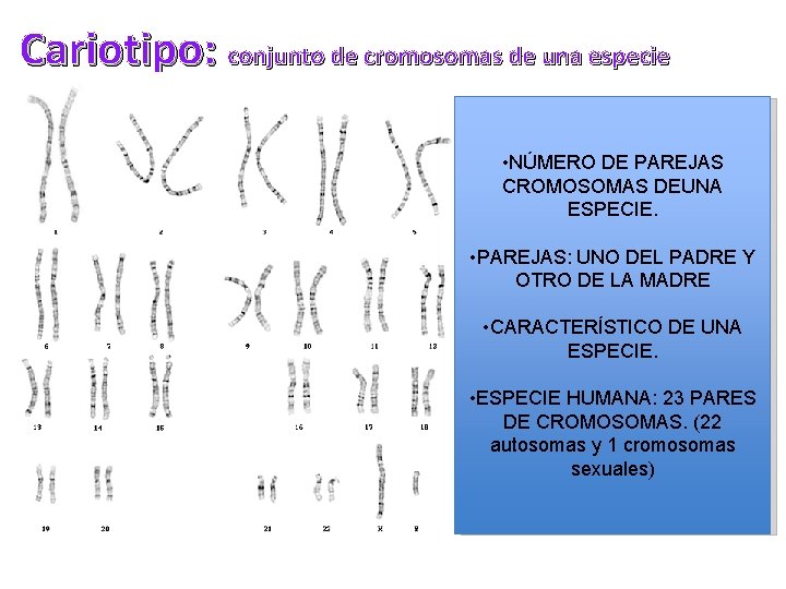 Cariotipo: conjunto de cromosomas de una especie • NÚMERO DE PAREJAS CROMOSOMAS DEUNA ESPECIE.
