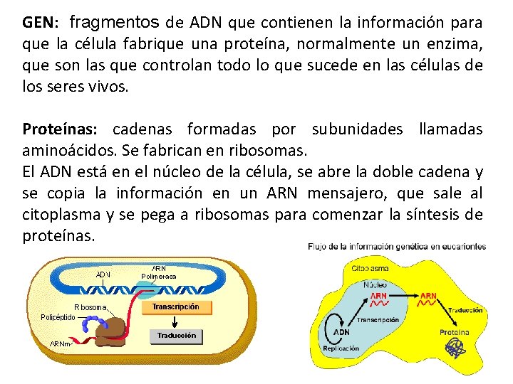 GEN: fragmentos de ADN que contienen la información para que la célula fabrique una