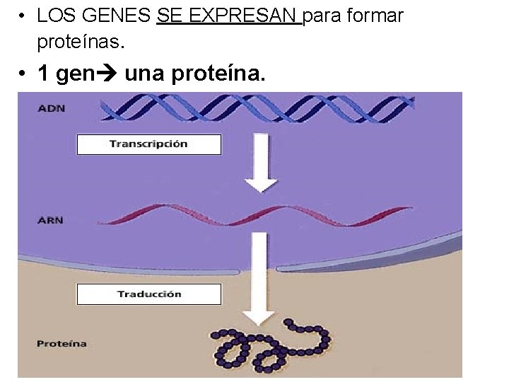  • LOS GENES SE EXPRESAN para formar proteínas. • 1 gen una proteína.