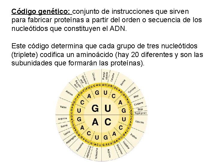 Código genético: conjunto de instrucciones que sirven para fabricar proteínas a partir del orden