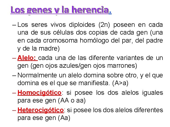 Los genes y la herencia – Los seres vivos diploides (2 n) poseen en