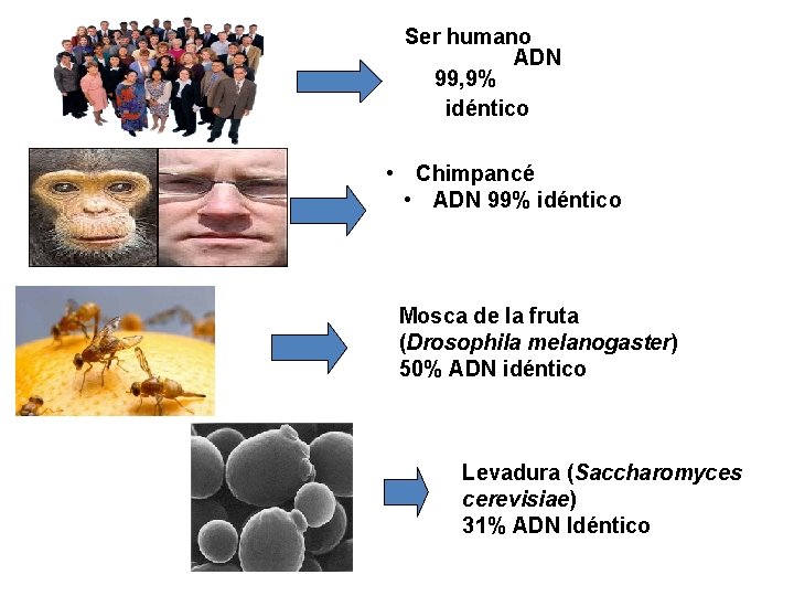 Ser humano ADN 99, 9% idéntico • Chimpancé • ADN 99% idéntico Mosca de