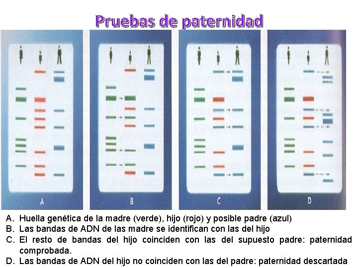 Pruebas de paternidad A. Huella genética de la madre (verde), hijo (rojo) y posible