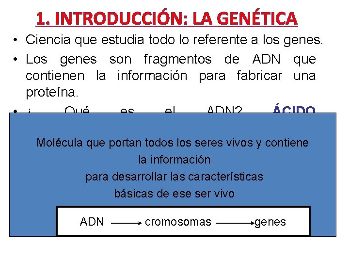 1. INTRODUCCIÓN: LA GENÉTICA • Ciencia que estudia todo lo referente a los genes.