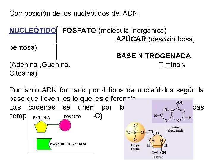 Composición de los nucleótidos del ADN: NUCLEÓTIDO FOSFATO (molécula inorgánica) AZÚCAR (desoxirribosa, pentosa) BASE