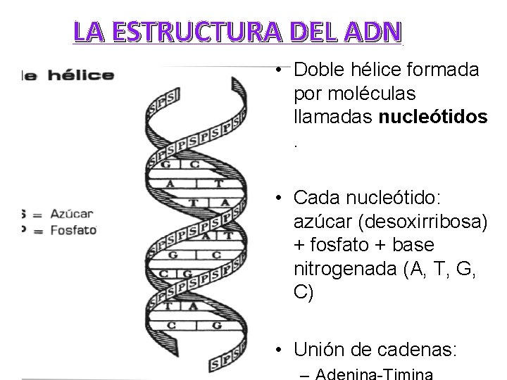 LA ESTRUCTURA DEL ADN • Doble hélice formada por moléculas llamadas nucleótidos. • Cada