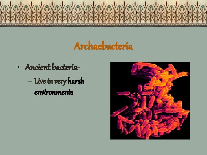 Archaebacteria • Ancient bacteria– Live in very harsh environments 