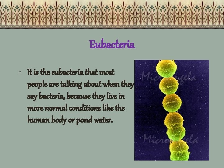Eubacteria • It is the eubacteria that most people are talking about when they