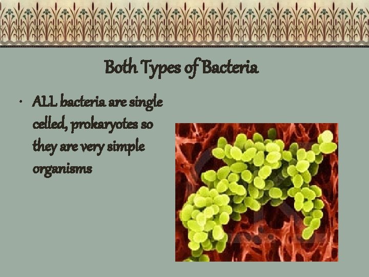 Both Types of Bacteria • ALL bacteria are single celled, prokaryotes so they are