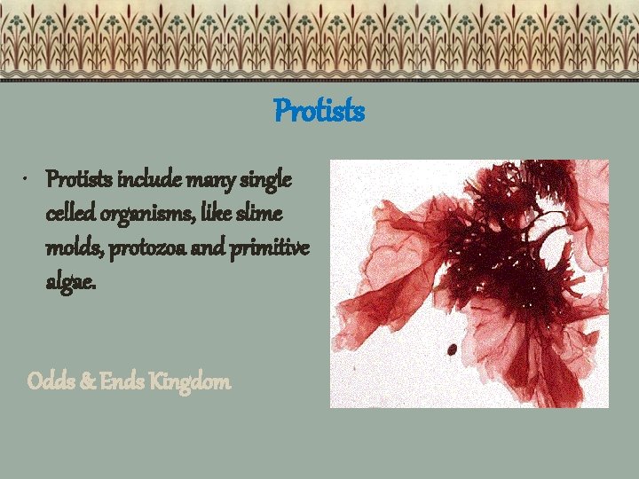 Protists • Protists include many single celled organisms, like slime molds, protozoa and primitive