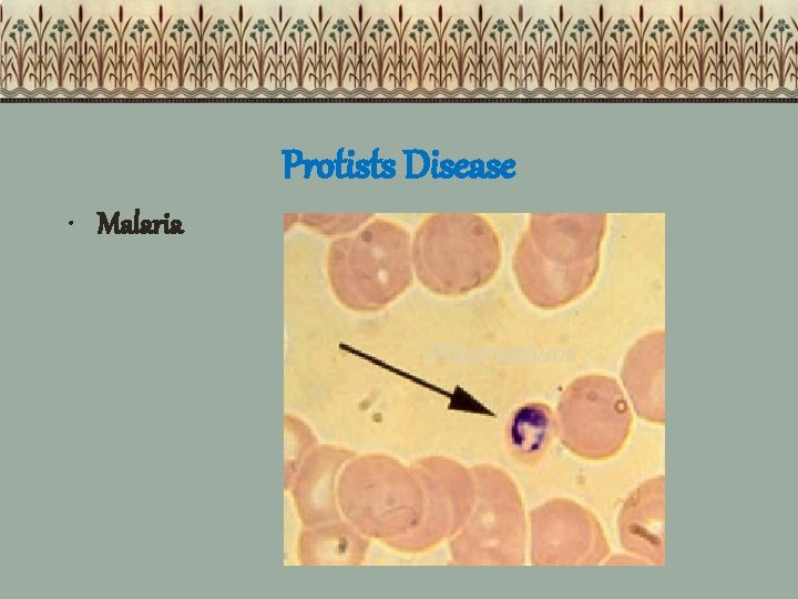 Protists Disease • Malaria Plasmodium 