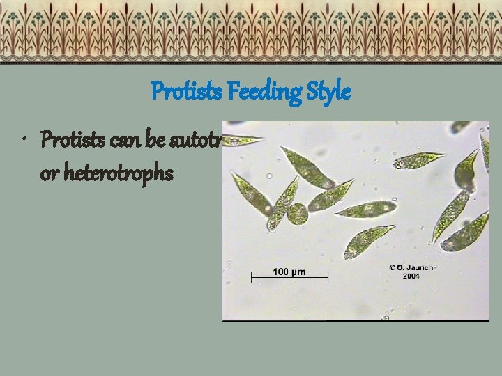 Protists Feeding Style • Protists can be autotrophs or heterotrophs 