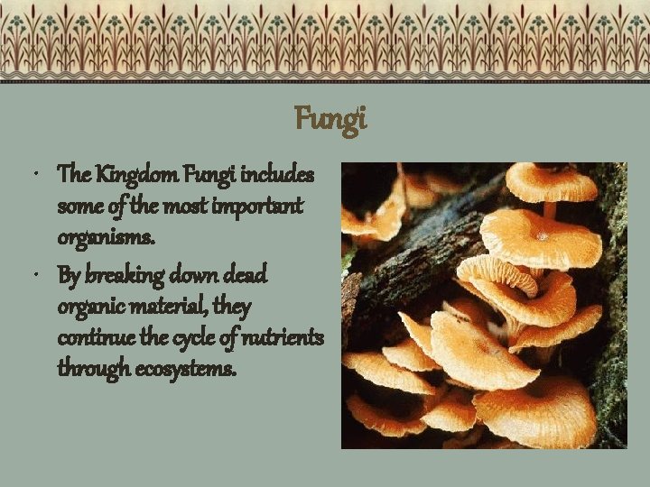 Fungi • The Kingdom Fungi includes some of the most important organisms. • By
