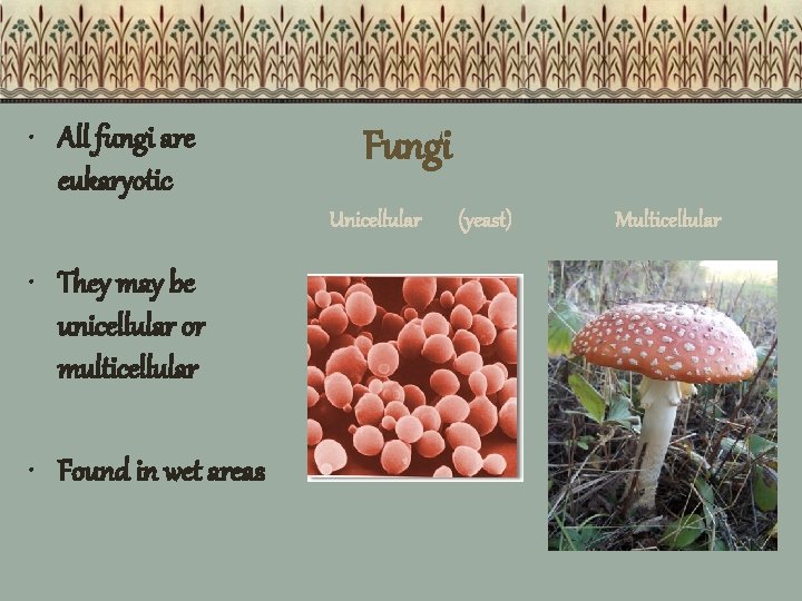  • All fungi are eukaryotic Fungi Unicellular • They may be unicellular or