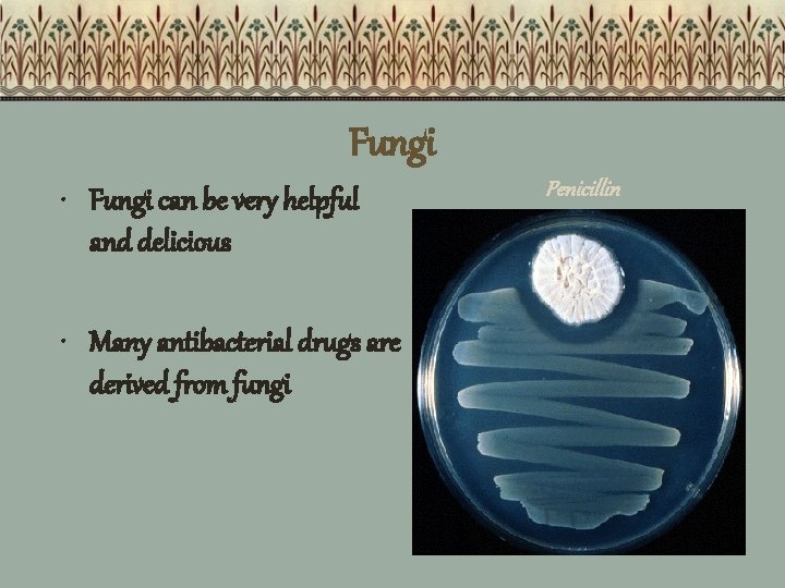 Fungi • Fungi can be very helpful and delicious • Many antibacterial drugs are
