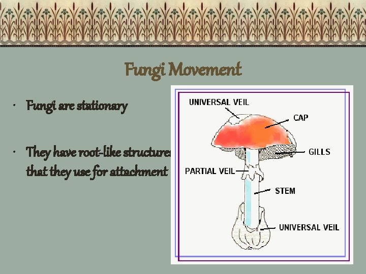 Fungi Movement • Fungi are stationary • They have root-like structures that they use