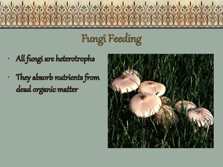 Fungi Feeding • All fungi are heterotrophs • They absorb nutrients from dead organic
