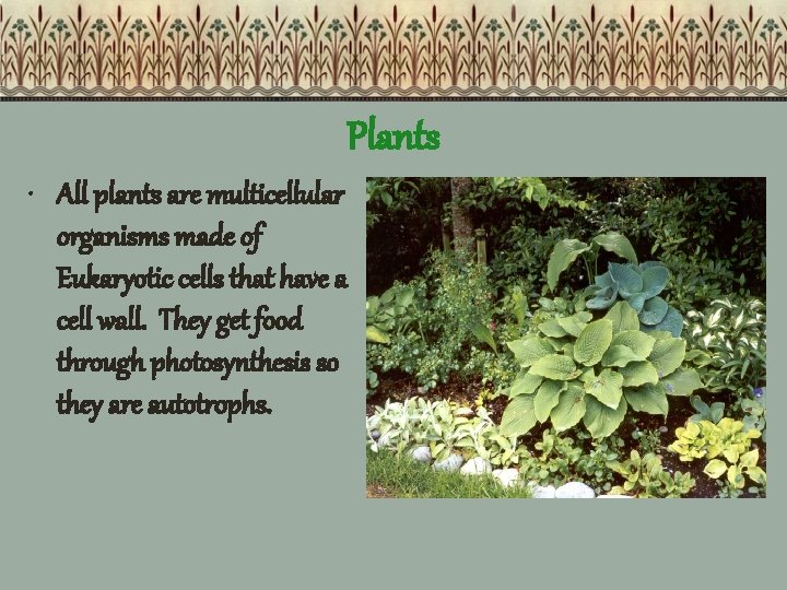 Plants • All plants are multicellular organisms made of Eukaryotic cells that have a