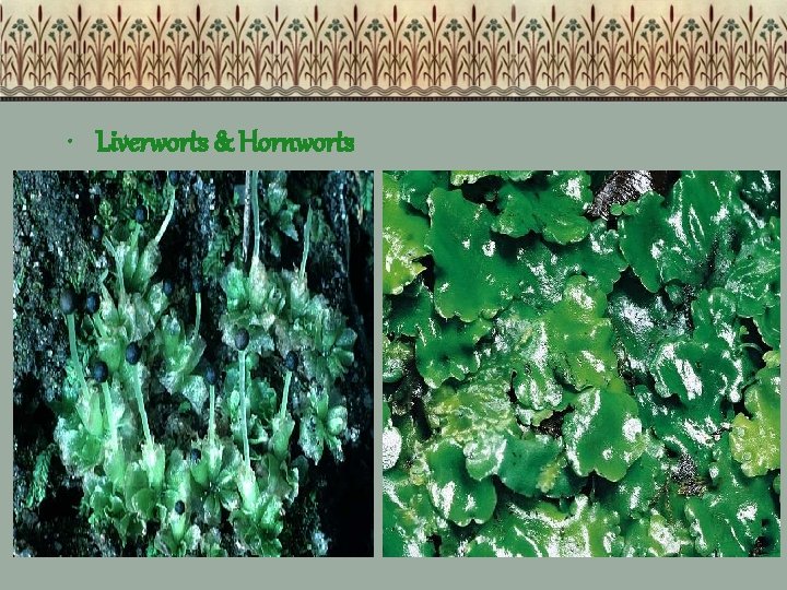  • Liverworts & Hornworts 