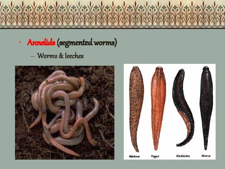  • Annelids (segmented worms) – Worms & leeches 