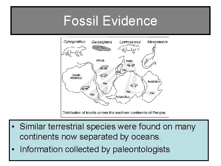 Fossil Evidence • Similar terrestrial species were found on many continents now separated by